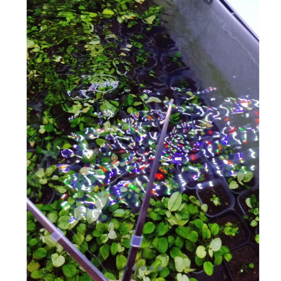 PROFESSIONAL PINSET LURUS AQUARIUM AQUASCAPE ANTI SLIP DAN LANCIP