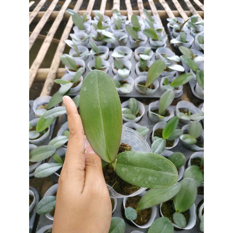 Anggrek Bulan Remaja