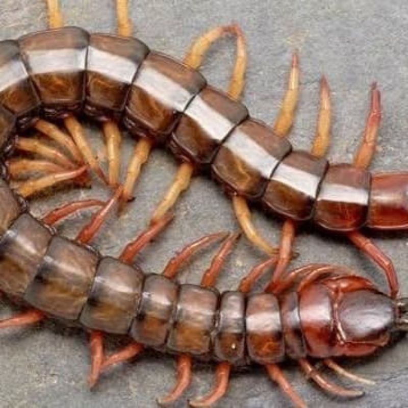 kelabang merah pakan arwana/menaikan ikan anda