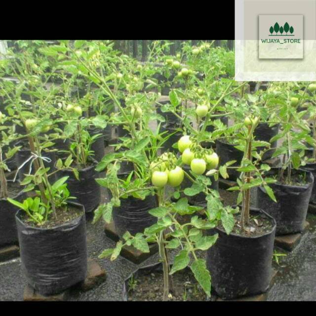 Pohon tomat tanaman buah tomat