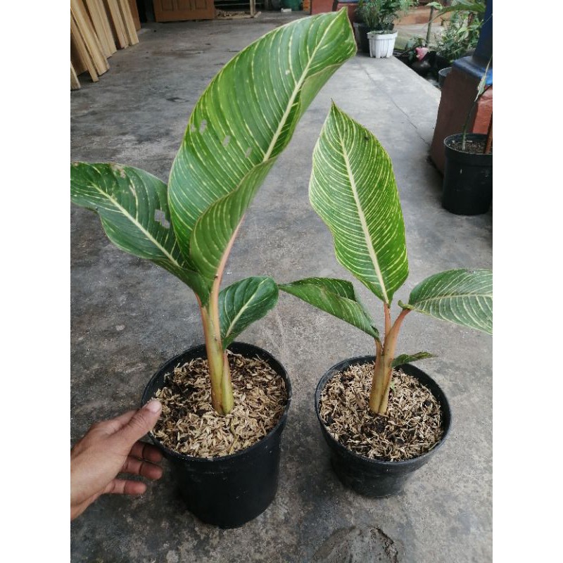 tanaman hias calathea pisang/pisang pisangan/pisang pisangan urat kuning