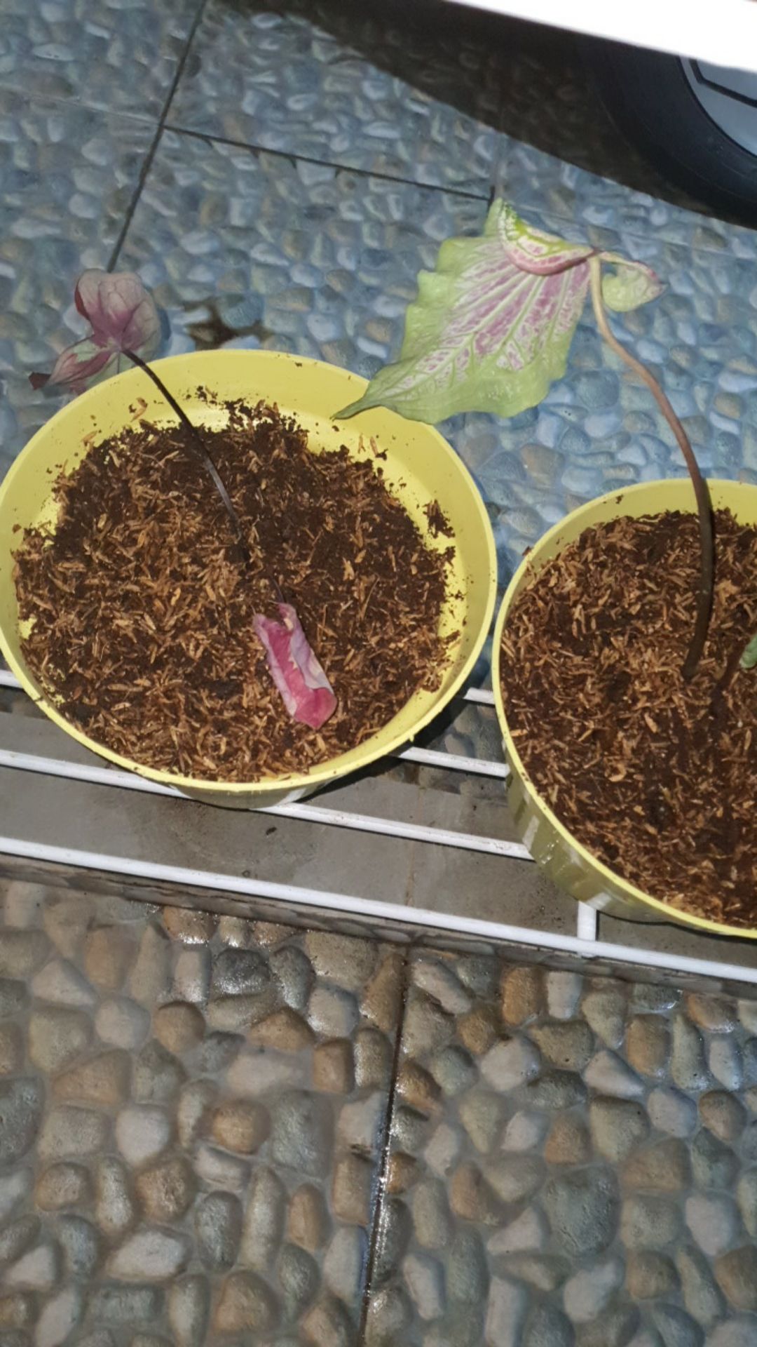 Surat Karantina/sekali Chekout/1 No Resi