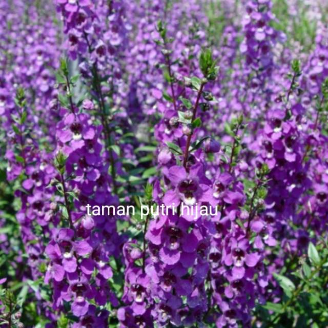 Tanaman Hias Angelonia Angustifonia Serena Purple Sejenis Pohon Lavender Bunga Ungu Shopee Indonesia