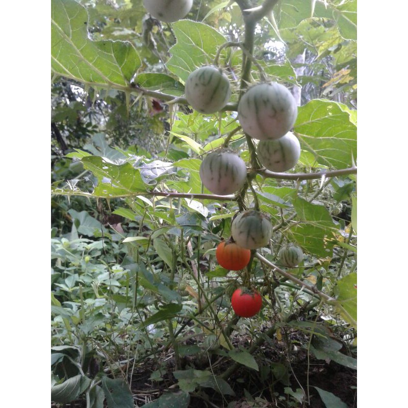 

Buahterong pari/terong duri 500gram