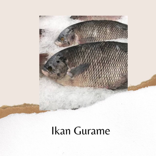 

IKAN GURAME SEGAR BERKUALITAS BANDUNG - 1KG