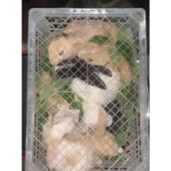 Kelinci Hias Peliharaan Sepasang