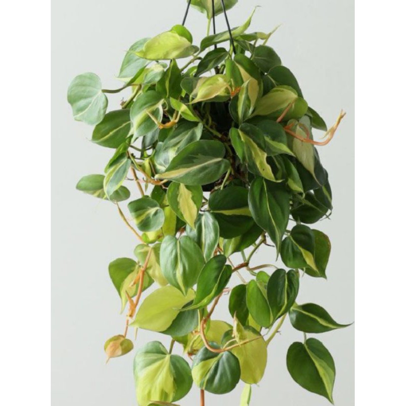 Jual Sirih Brazil Philodendron Hederaceum Heartleaf Philodendron