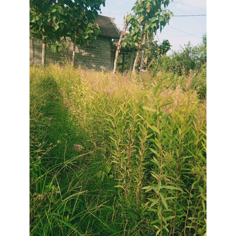 bibit kayu putih