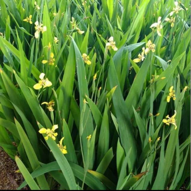 Tanaman hias Airish Herish bunga kuning