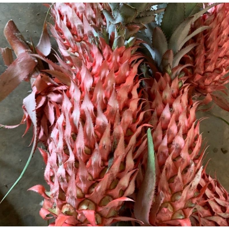 

Buah nanas merah hutan asli 1 kg