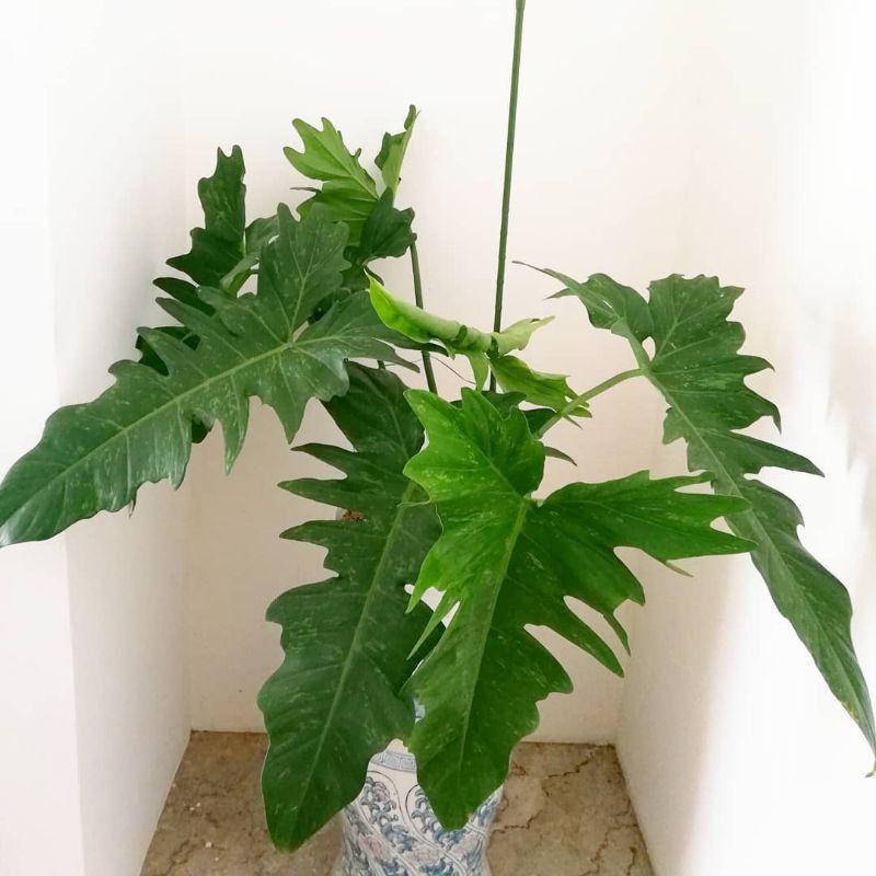 Tanaman hisa pilo dragon varigata / philodendron golden dragon varigata / philodendron termurah