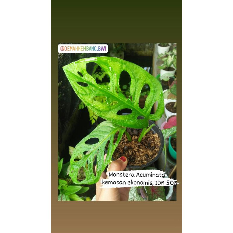 Monstera Acuminata / janbol acuminata