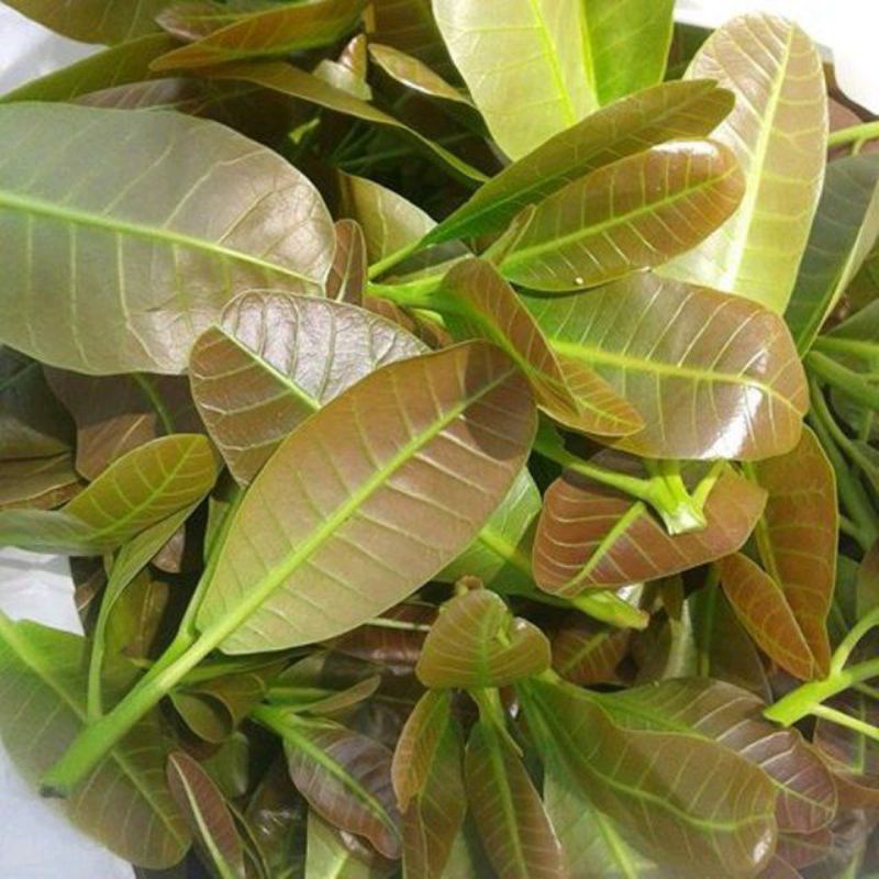 daun Jambu Mede muda atau jambu moyet