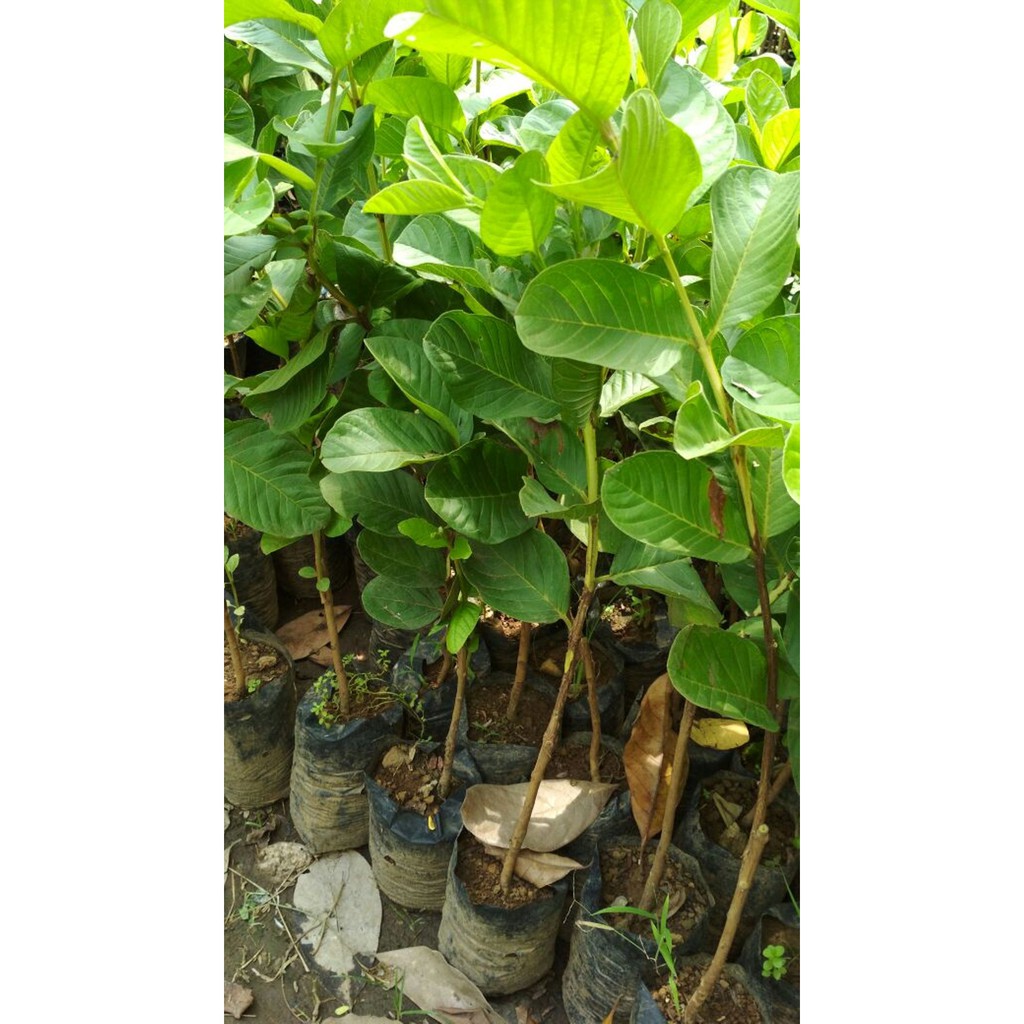 Bibit Jambu Biji Bangkok