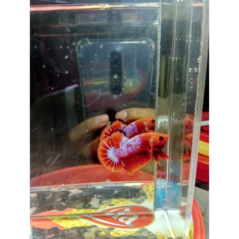 ikan cupang hellboy