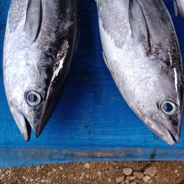 

Ikan tongkol terbaik segar