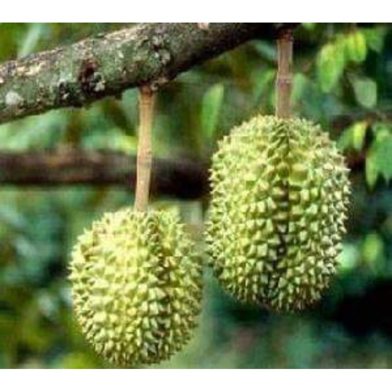 BIBIT DURIAN MONTONG JUMBO UNGGUL