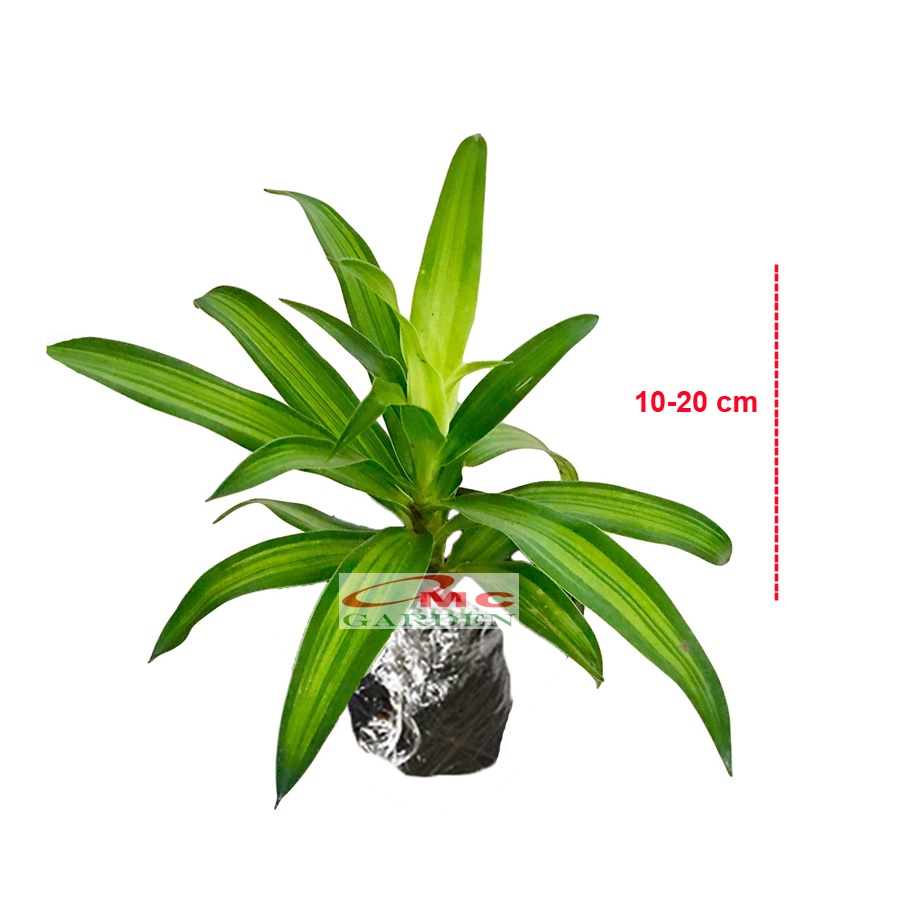 Song of Jamaica Jamaika Dracaena Dracena Reflexa Wali Tanaman 1020