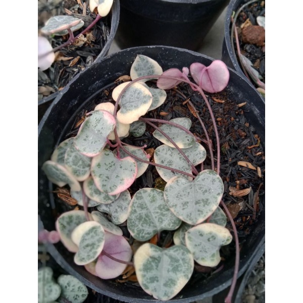 Sukulen String Of Heart Variegata