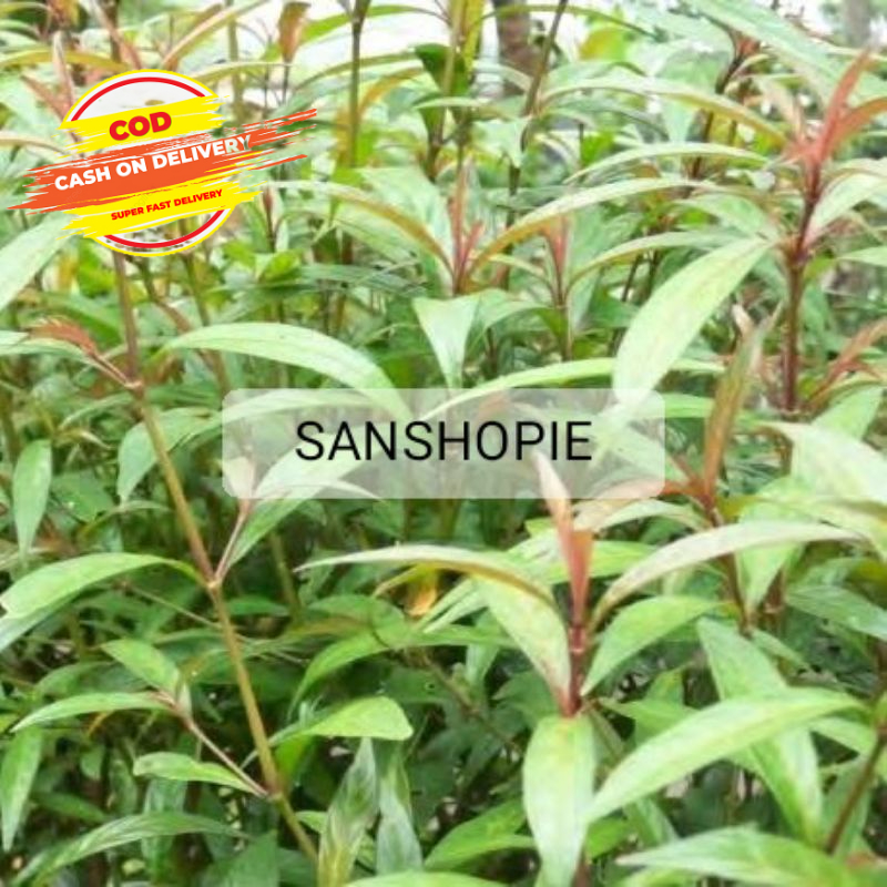 

Daun Prasman atau Genjik Segar 250 Gram