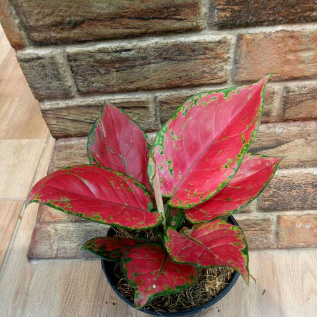 Aglonema Red Anjamani Remaja