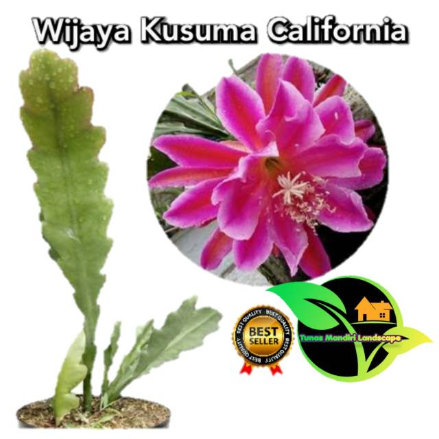 Tanaman Wijaya kusuma CALIFORNIA IMPORT / Tanaman wijaya kusuma Bangkok / Tanaman wijaya kusuma