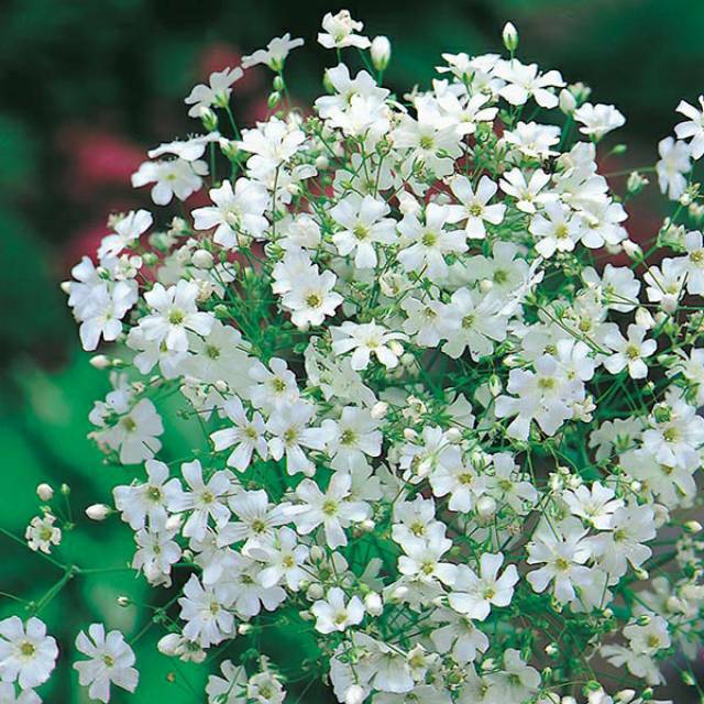 Benih Bibit Biji - Bunga Gypsophila Monarch White Flower Seeds - IMPORT