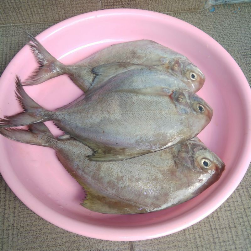 

Ikan Bawal Putih Segar [1kg]