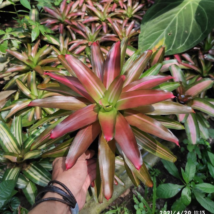 

Bromelia three colour | tricolor warna cerah