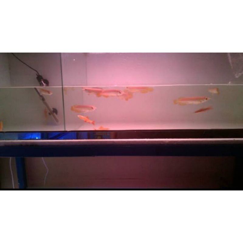ikan Arwana golden red