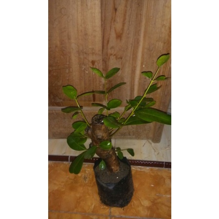 bonsai mame duwet/jamblang bahan bonsai mame jamblang buah hitam