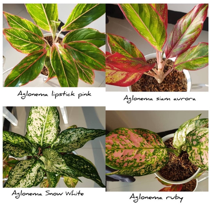 ready Paket 4 anakan bunga aglonema terbaik