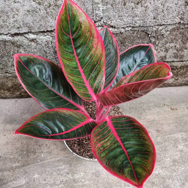 Bunga aglonema Khanza / Kansa dewasa