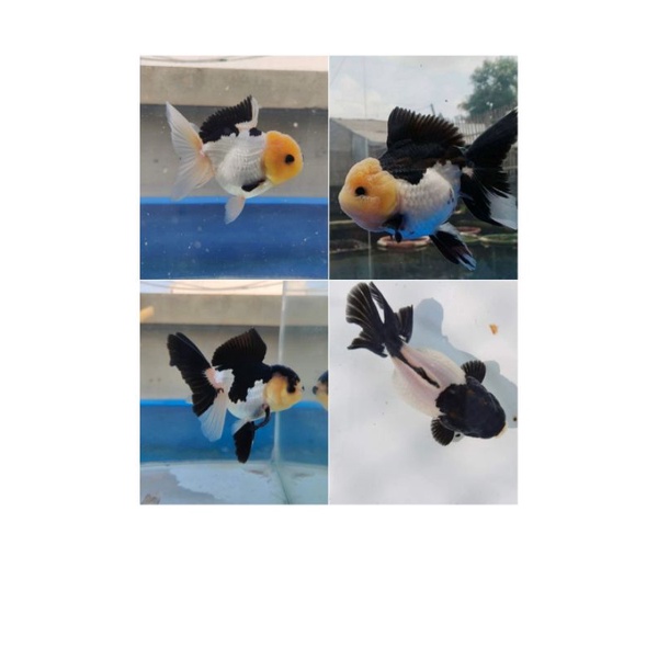 ikan mas koki oranda panda import thai / oranda panda short body import / oranda panda lucu dan imut