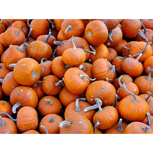 Benih Bibit Biji - Pumpkin Baby Bear Seeds - IMPORT