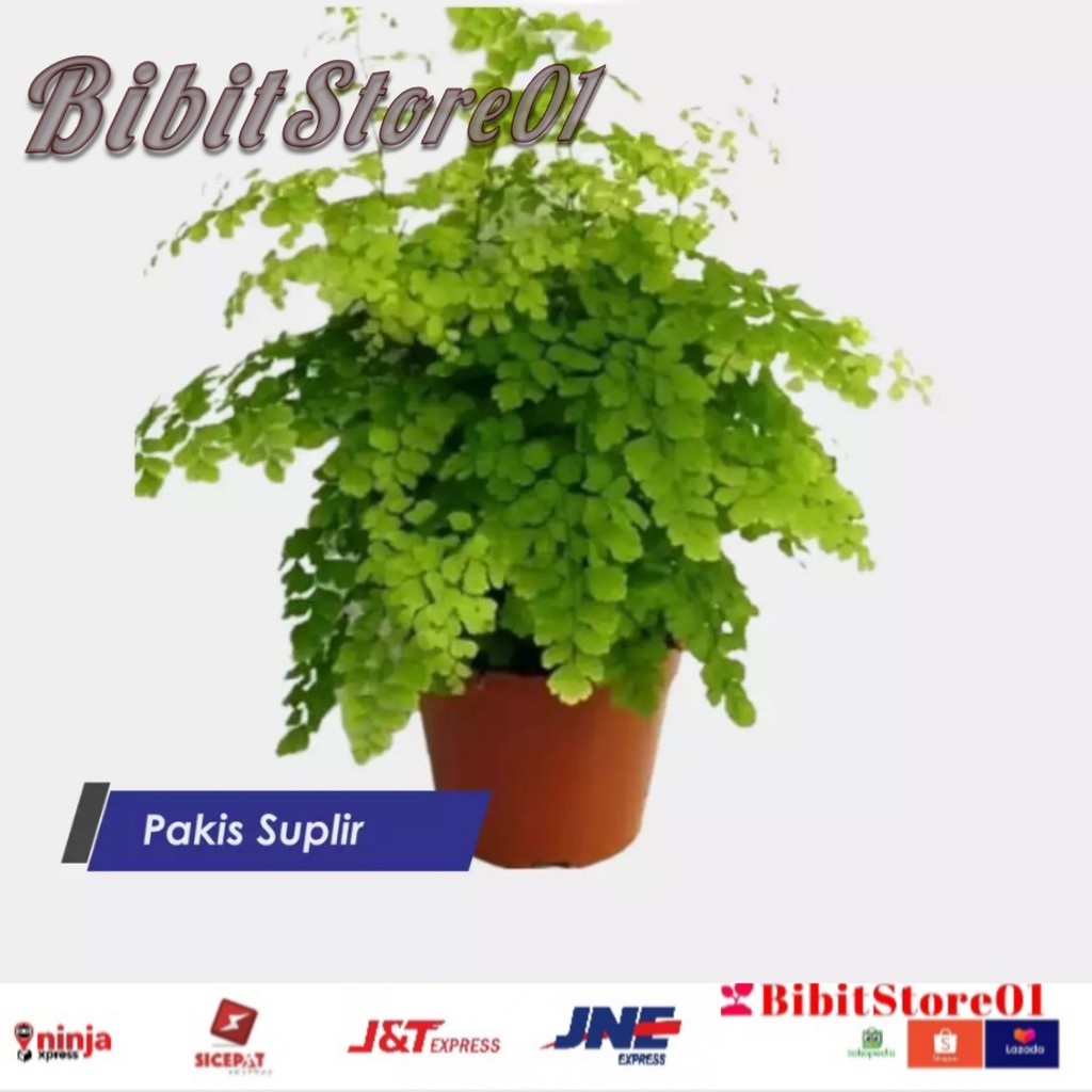 tanaman hias suplir/tanaman hias langka