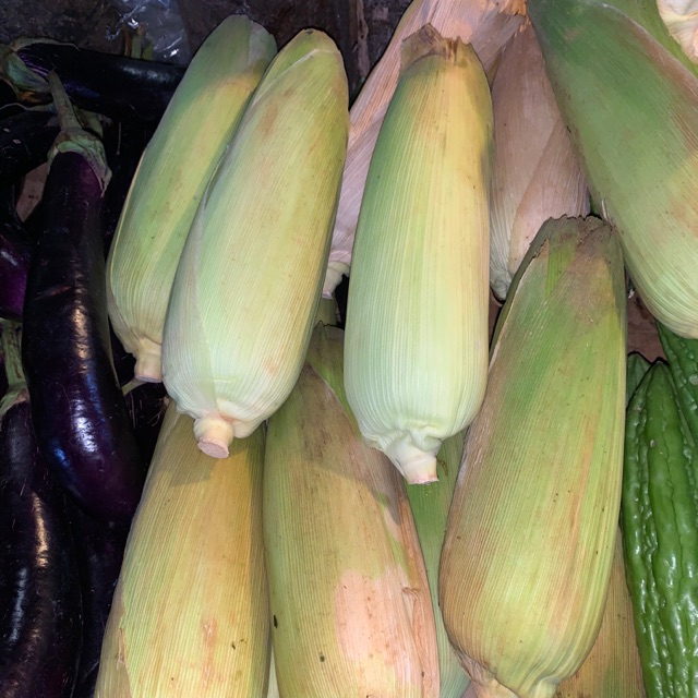 

Jagung madu per 1 buah