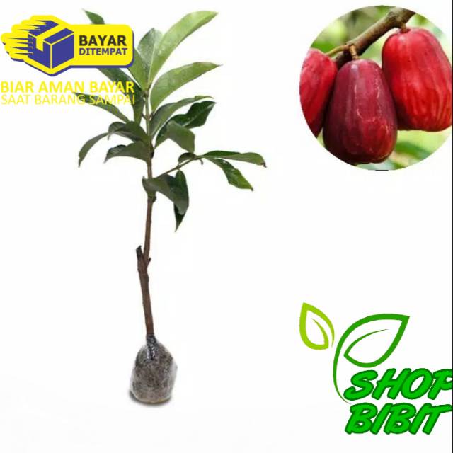 Tanaman Buah Jambu Bol Jamaika