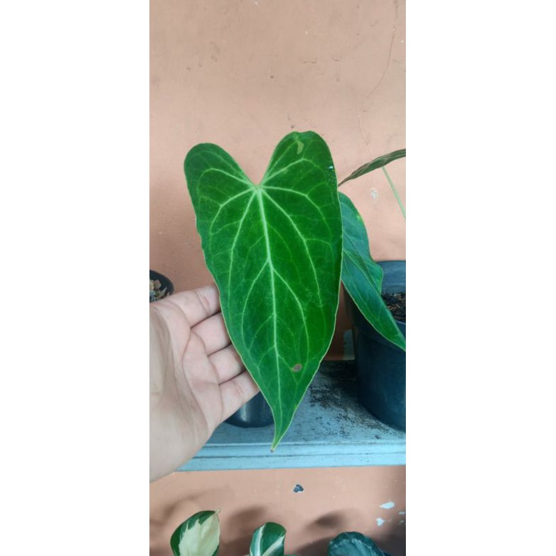 Kuping Gajah (Anthurium Emerald Trident)