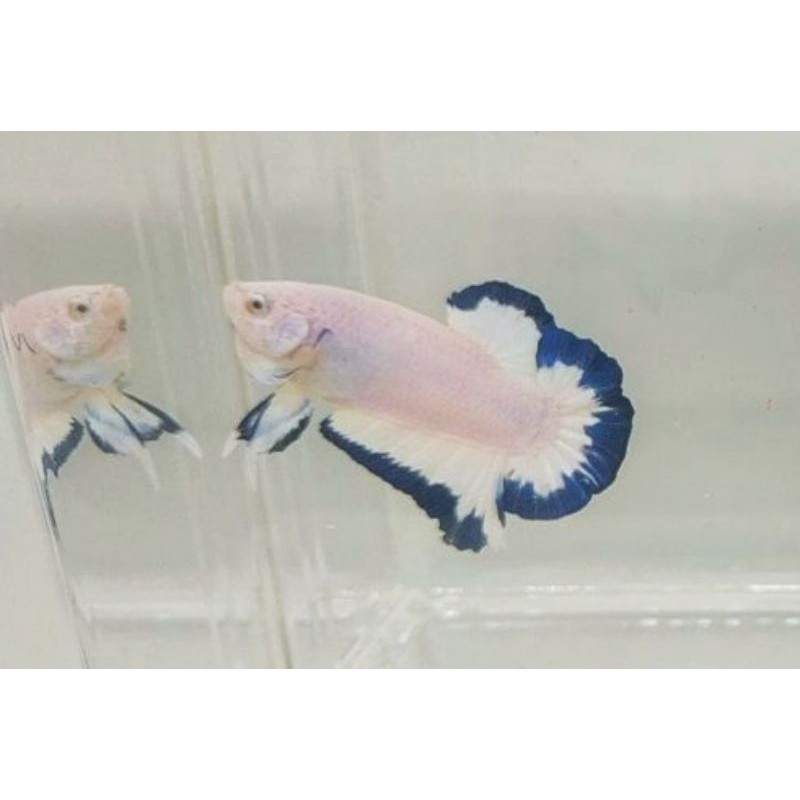 

ikan cupang betta Bluerim