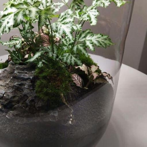 ➱ Pteris var. albolineata - Tanaman hias hidup / silverback fern ➭