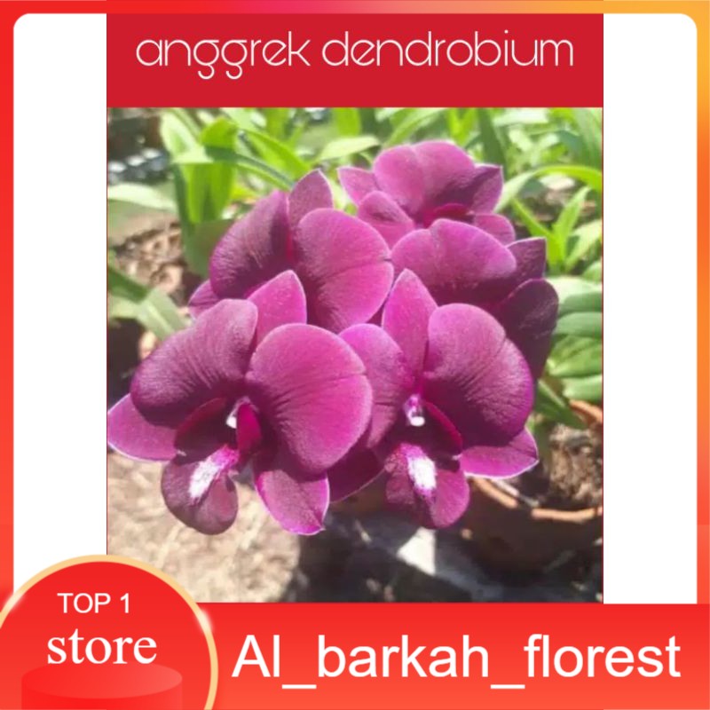 anggrek dendrobium red dragon pra remaja