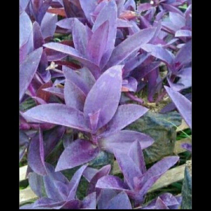 adam hawa ungu - tanaman hias adam hawa ungu