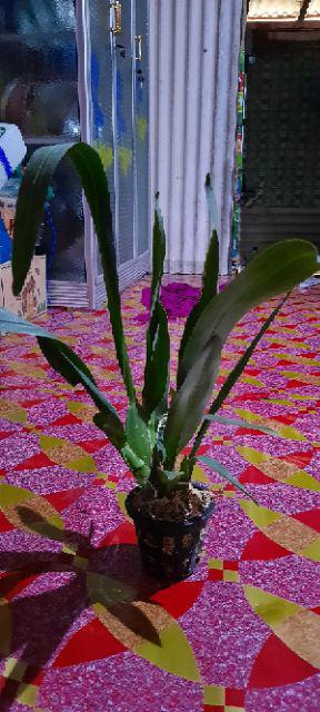 Oncidium Guan Shin Diamond