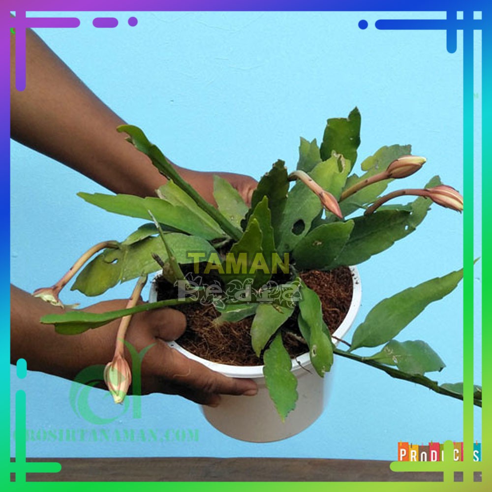 Tanaman gantung Wijawa Kusuma Bunga - Tanaman Bunga Gantung