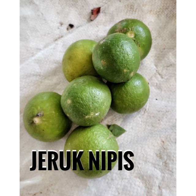

Jeruk Nipis Segar 250 gram