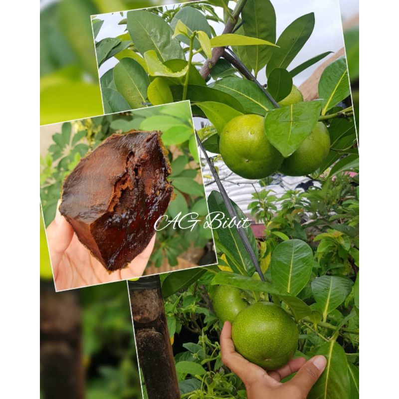 Bibit Buah Black Sapote Asli / Sawo Jumbo Berwarna Cokelat Melekat