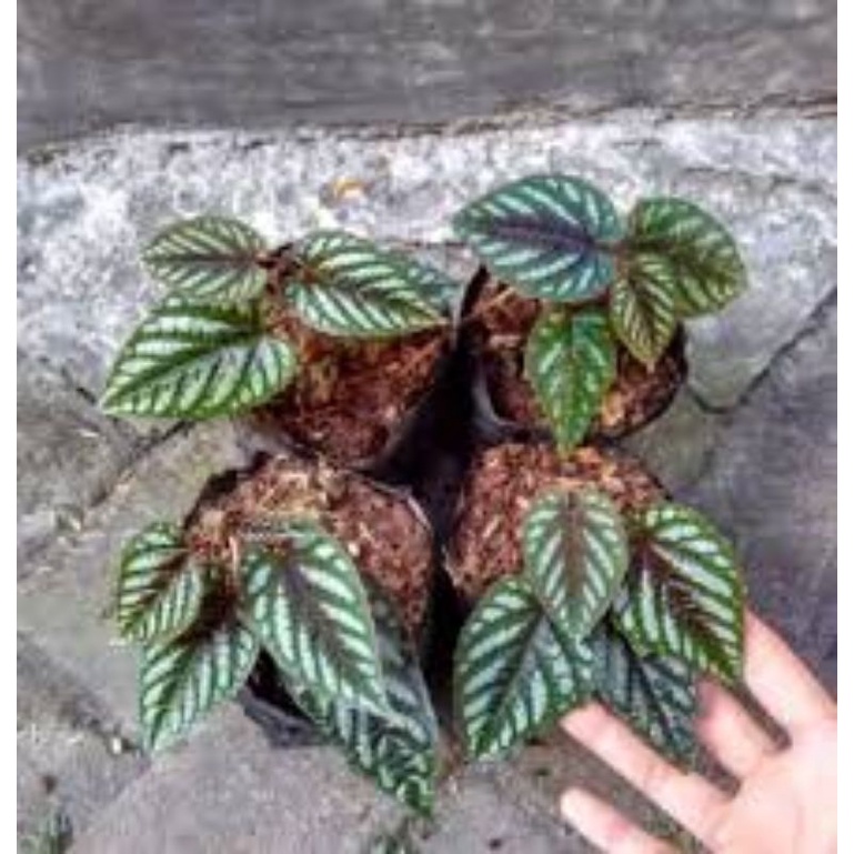 tanaman sirih keraton - tanaman hias sirih keraton - tanaman gantung sirih keraton