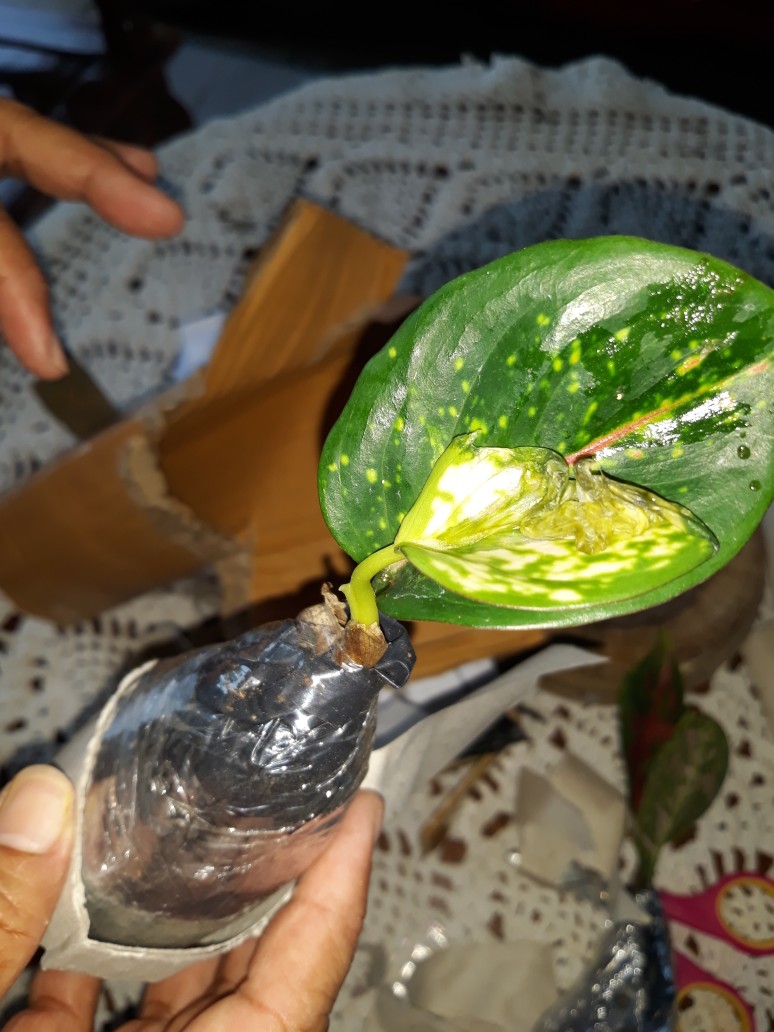 Tanaman Hias Bibit Aglonema Dut Anjamani