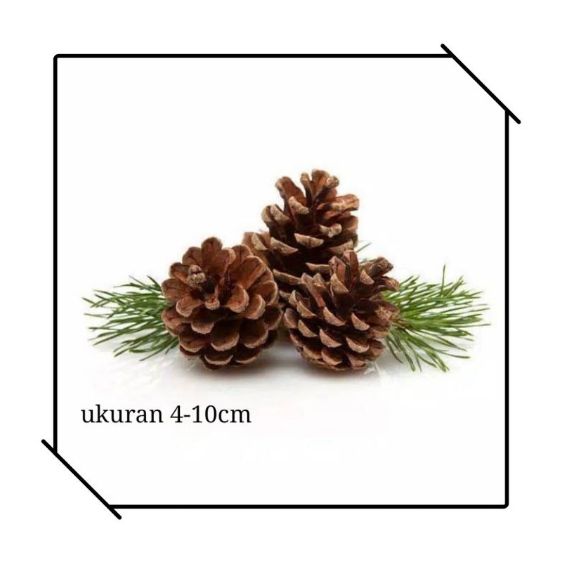 BIJI PINUS RUSTIC /  BUNGAN PINUS DEKORASI HIASAN PROPERTI FOTO PRODUK/BUAH PINUS